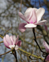 Magnolia Flowers